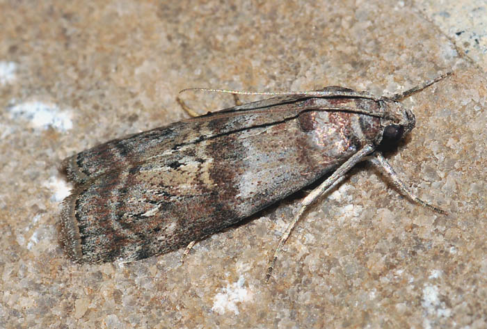 Pyralidae 13